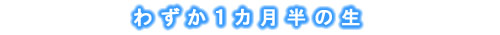 わずか1カ月半の生