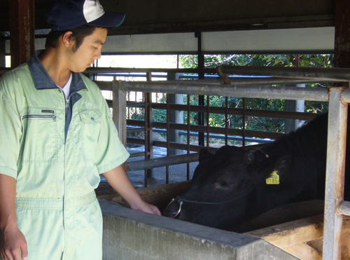 口蹄疫終息後、学校に戻った牛と(宮崎県立高鍋農業高校提供)