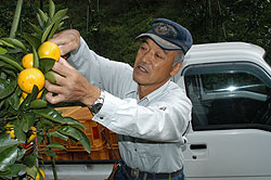 親父(おやじ)は仕掛人 近藤敏晴さん(65)=香川県三豊市