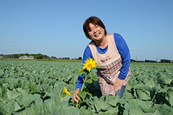 きゃべつ畑のひまわりに夢を託して 大脇　直美さん(47)=宮崎県高鍋町