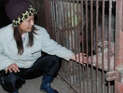 えびの市の実家で、飼育する豚と