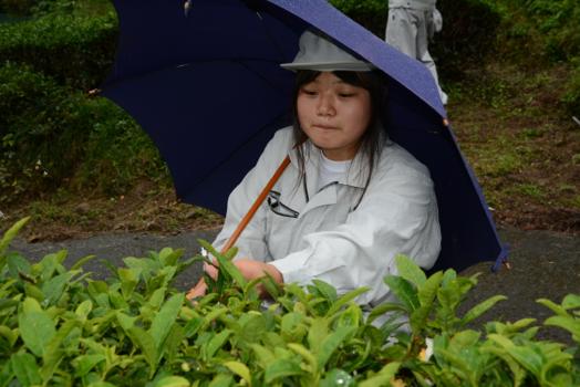 梅ケ島茶で地域の活性化～私のお茶作りの夢～ 秋山真早美さん(18)=静岡・静岡農業3年