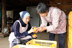 私が農業後継者になる! 小川　未来さん(16)=長崎・諫早農業高校2年