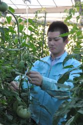 岐阜県立岐阜農林高でトマトの芽かきに励む