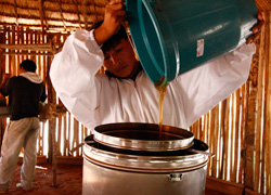 養蜂事業で採れた蜂蜜をこす作業をする先住民の男性