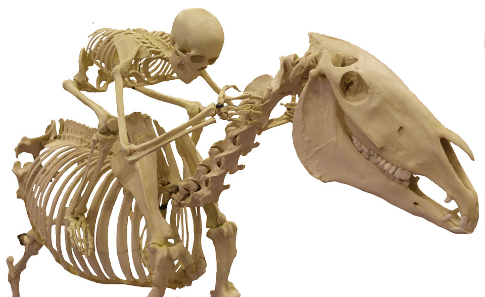人馬一体骨格標本