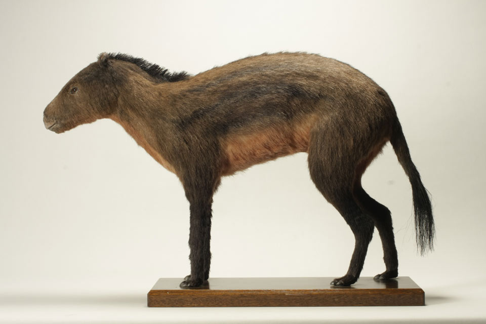 ヒラコテリウムの復元模型（馬の博物館蔵）